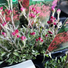 Kattefod Rubra - Bakke med 28 plugs. - Antennaria dioica Rubra
