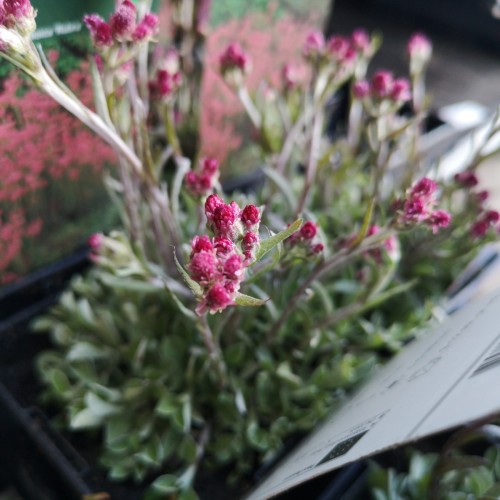Antennaria dioica Rubra