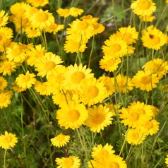Gåseurt Kelwayi - Bakke med 28 plugs. - Anthemis tinctoria Kelwayi