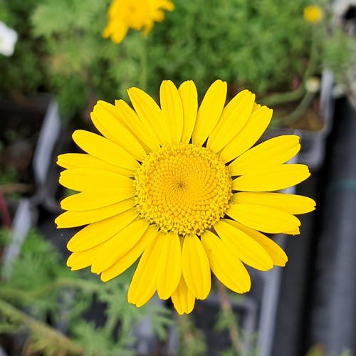 Gåseurt Kelwayi - Bakke med 28 plugs. - Anthemis tinctoria Kelwayi