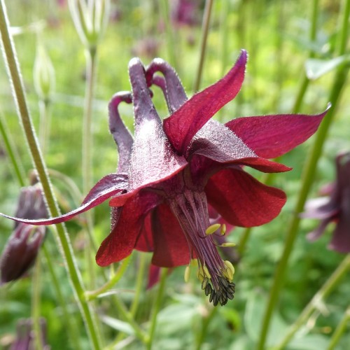 Akeleje Atrata - Bakke med 28 plugs - Aquilegia Atrata