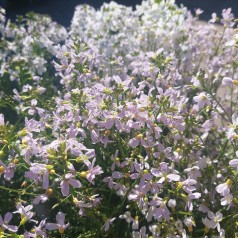 Engkarse - Bakke med 28 plugs. - Cardamine pratensis