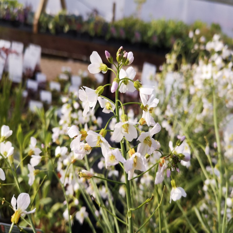 Cardamine pratensis - Engkarse