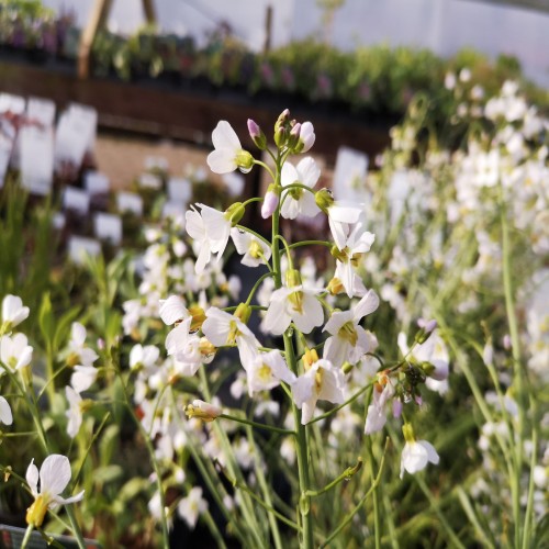 Cardamine pratensis - Engkarse