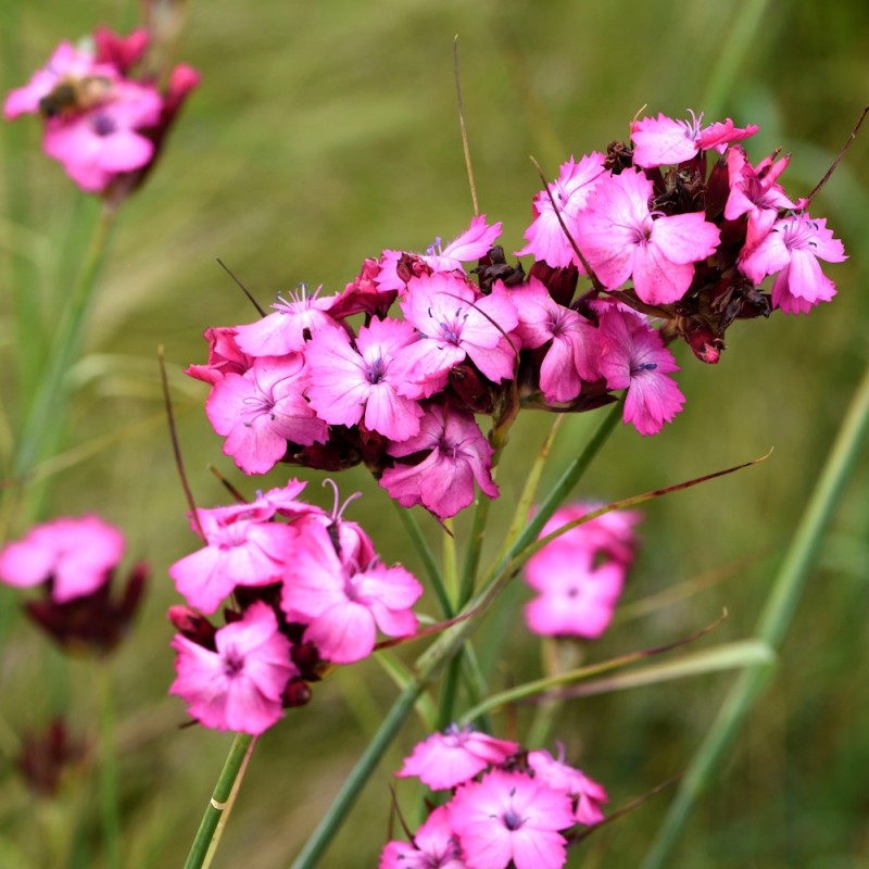Karteusernellike - Bakke med 28 plugs. - Dianthus carthusianorum