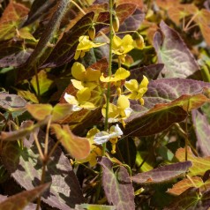 Stedsegrøn Bispehue Frohnleiten - Epimedium perralchicum Frohnleiten