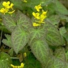 Epimedium perralchicum Frohnleiten / Bispehue