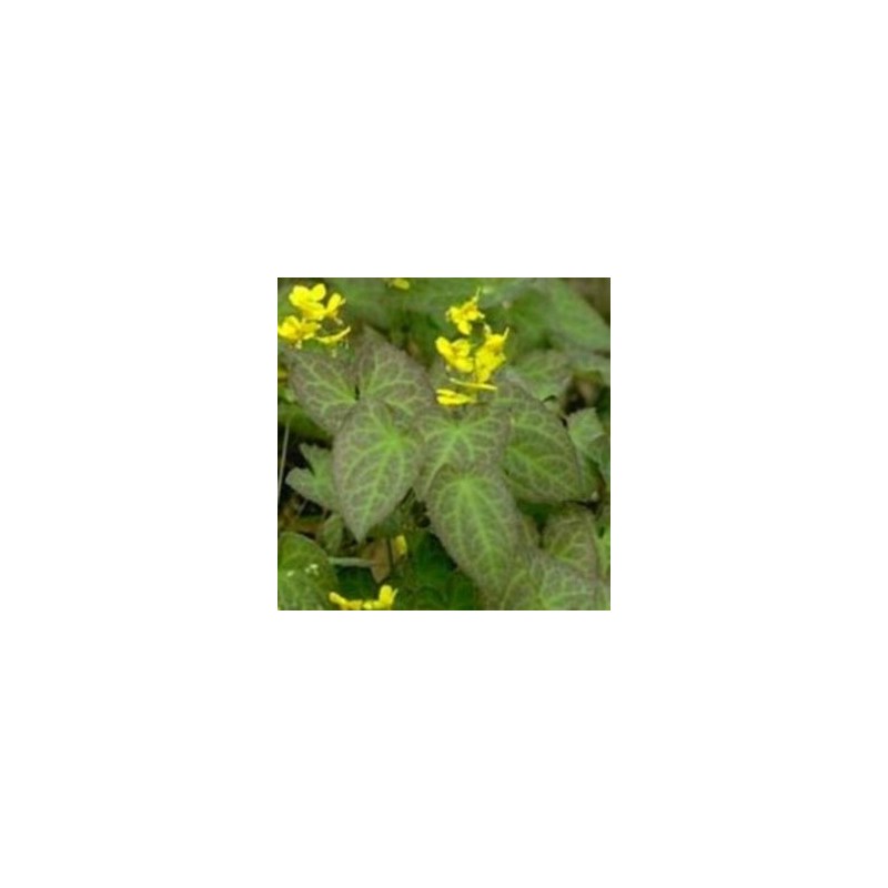 Epimedium perralchicum Frohnleiten / Bispehue