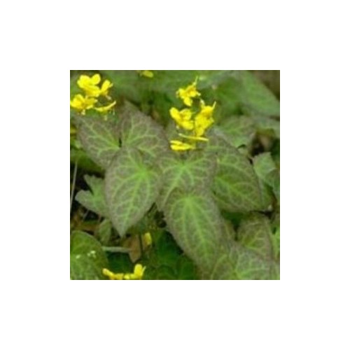 Epimedium perralchicum Frohnleiten / Bispehue
