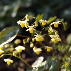 Bispehue Sulphureum -...