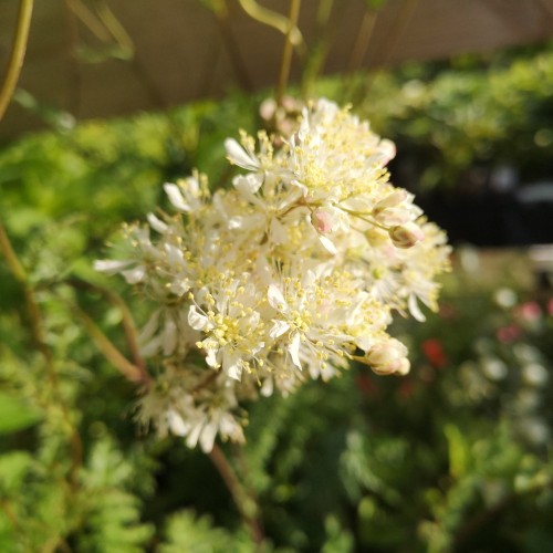 Knoldet Mjødurt - Bakke med 28 plugs. - Filipendula vulgaris