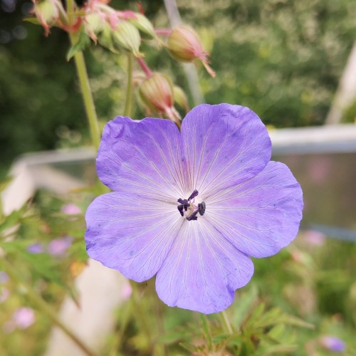 Eng-Storkenæb Pratense - Bakke med 28 plugs. - Geranium Pratense