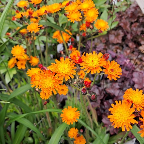 Pomeranshøgeurt - Bakke med 28 plugs. - Hieracium aurantiacum