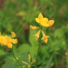 Kællingetand - Bakke med 28 plugs. - Lotus corniculatus