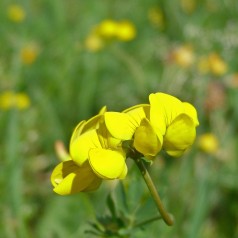 Kællingetand - Bakke med 28 plugs. - Lotus corniculatus
