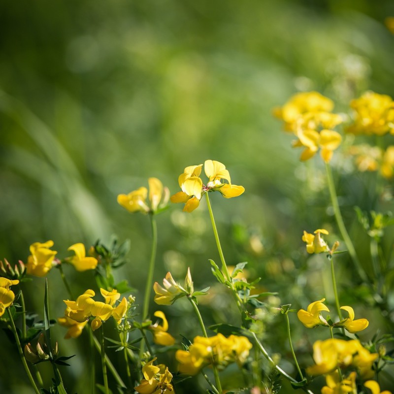 Kællingetand - Bakke med 28 plugs. - Lotus corniculatus