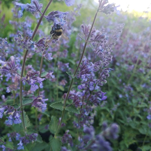 Nepeta faassenii Walker's low - Katteurt