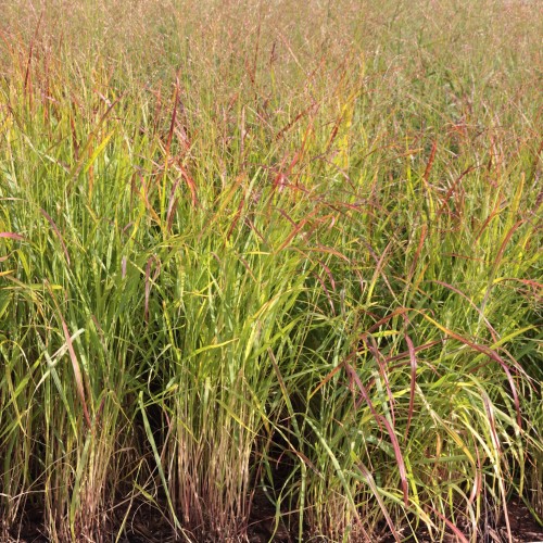 Prærie Hirse - Bakke med 28 plugs. - Panicum virgatum