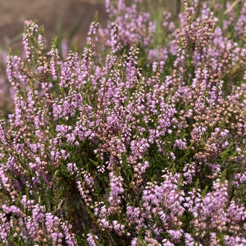 Efterårslyng Jysk Naturform - Bakke med 28 plugs. - Calluna vulgaris Jysk Naturform