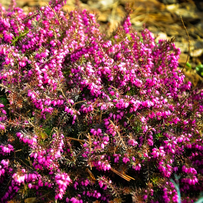 Efterårslyng Koldinghus - Bakke med 28 plugs. - Calluna vulgaris Koldinghus
