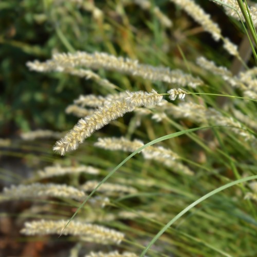 Nikkende Flitteraks - Bakke med 28 plugs. - Melica ciliata