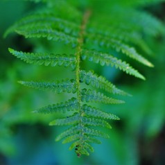 Dryopteris filix-mas / Mangeløv