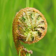 Dryopteris filix-mas / Mangeløv