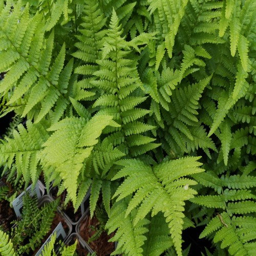 Almindelig mangeløv - Dryopteris filix-mas