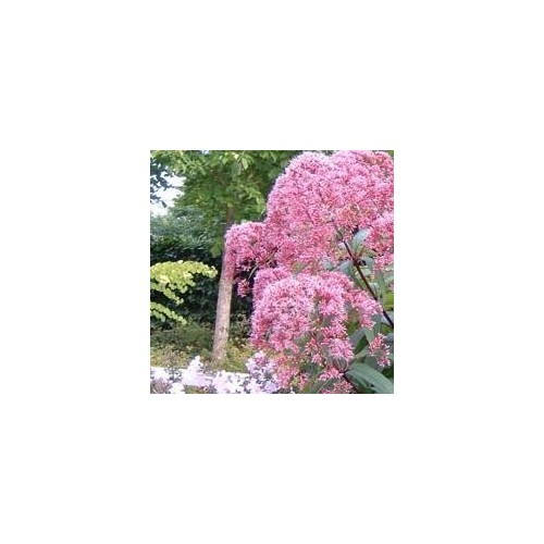 Eupatorium maculatum Atropurpureum / Hjortetrøst