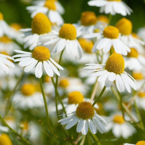 Romersk Kamille - Chamaemelum nobile