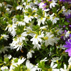 Fjerblomst Hvid - Scaevola