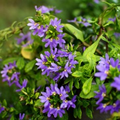 Fjerblomst Blå - Scaevola