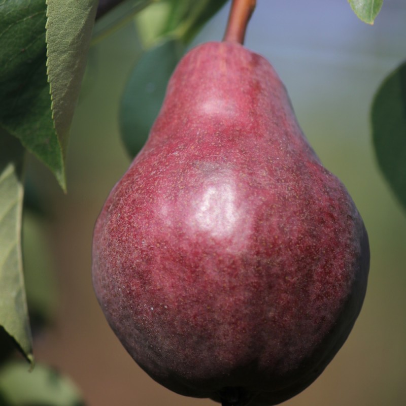 Pæretræ Røde Williams - Pyrus communis Rode Williams