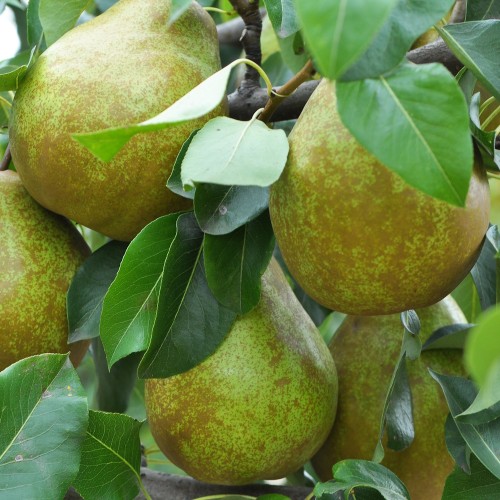 Pæretræ Beurre Hardy - Lav stamme - Pyrus communis Beurré Hardy