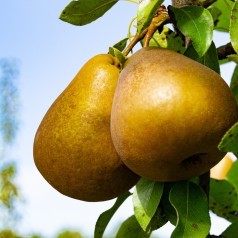 Pæretræ Gellerts...