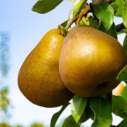 Pæretræ Gellerts Butterbirne - Pyrus communis Gellerts Butterbirne
