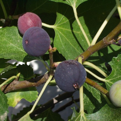 Dværg Figentræ Little miss Figgy - Lav stamme - Ficus carica Little miss Figgy