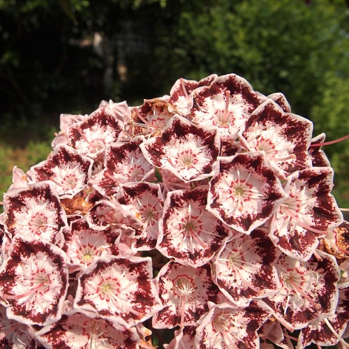 Kalmia latifolia Nani
