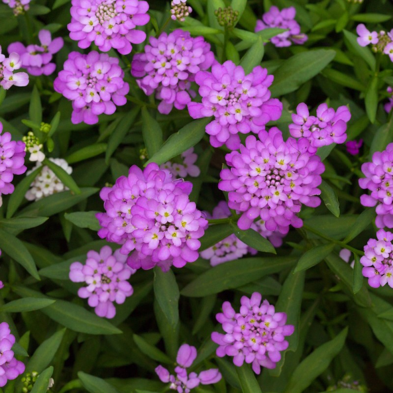 Snepude Absolutely Amethyst - Iberis sempervirens Absolutely Amethyst