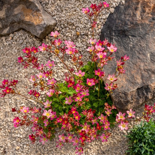 Stenbræk Purpurteppich - Saxifraga arendsii Purpurteppich