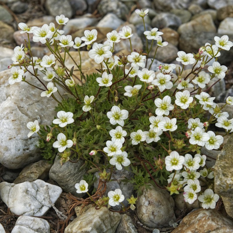 Stenbræk Schneeteppich - Saxifraga arendsii Schneeteppich