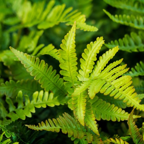Mosbregne Herrenhausen - Kirkegårdsbregne - Polystichum setiferum Herrenhausen