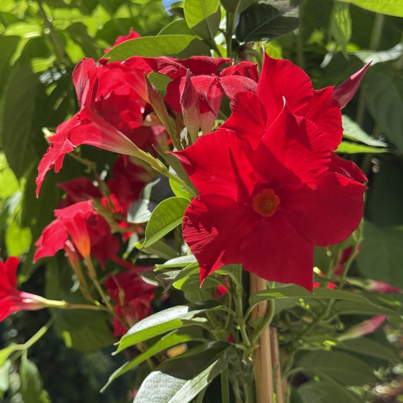 Bægerranke Rød 30-40 cm. - Dipladenia mandevilla Red