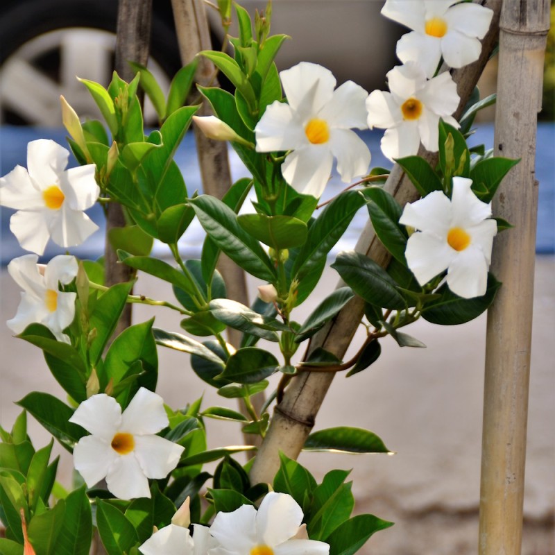 Bægerranke Hvid 30-40 cm. - Dipladenia mandevilla White