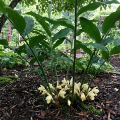 Japansk Ingefær - Zingiber...