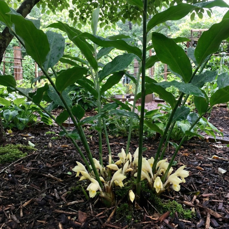 Japansk Ingefær - Zingiber mioga