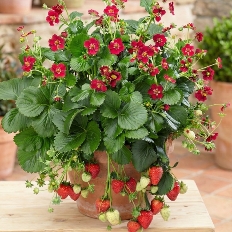 Jordbærplante Red Ruby - Fragaria Red Ruby (Franor)
