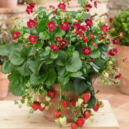 Jordbærplante Red Ruby - Fragaria Red Ruby (Franor)