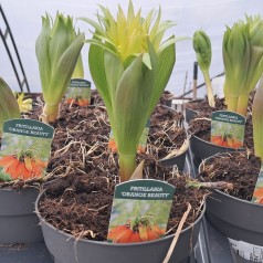 Kejserkrone Orange Beauty -...