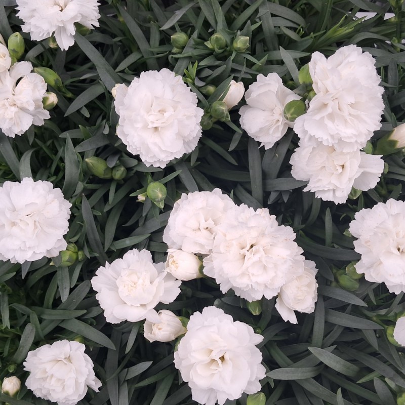 Nellike Dinah Hvid - Dianthus carophyllus Dinah White